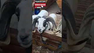 Pesona Domba Garut PAMACEK #domba #nr #goat #dombagarut #dj #animals #sheep