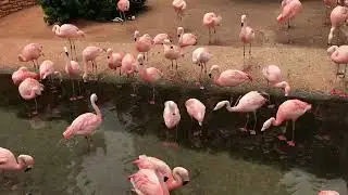 The Flamingo Farting Crew