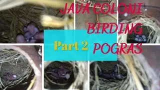java Coloni birding pogras .prat 2 জাভা কলোনী  বিডিং পোগ্রেস পাট2 #njmjava. #java