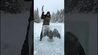 He Found a Frozen Eagle... Watch What Happens Next 😱 #viralvideo #coolvideo #trendingshorts #animals