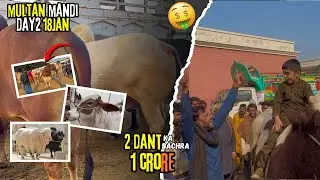 2 Dant Ka Bachra 1crore🤑||Demand Saii Hy??||Multan Mandi Day2||18jan||King Of Multan Mandi
