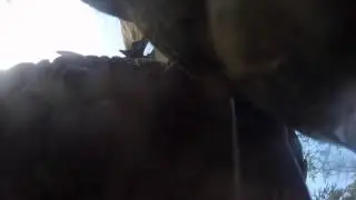 Elephant Chews GoPro