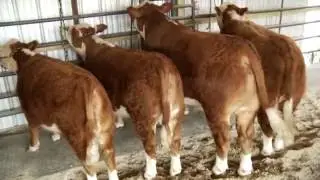 Keeping Your Livestock Safe from Extreme Heat