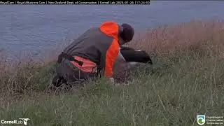 (2) Northern Royal Albatross Cam, New Zealand 2026/01/26
