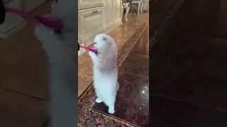 funny animals short video 30 seconds #shorts #shortsvideo #cute