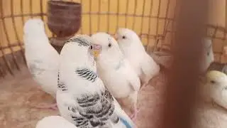 Australian Parrot | Red Eyes | Birds Mentor