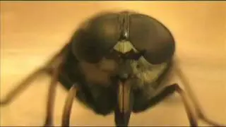 Tabanus Sudeticus