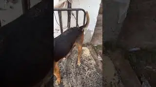 Dog weight check#dog#weight#check#doglover#animals#reels#shorts#shortvideo#funny#nice#yt#fb#insta#me