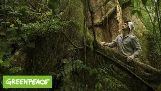 Naturwunder Erde | Greenpeace Fotoshow von Markus Mauthe