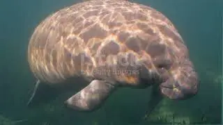 ⭐Wild Manatee⭐