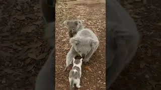Kitten Lost in the Forest&hellip; But a Koala Gave the Warmest Hug #cat #catvideos