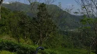 ROHINI TEA GARDEN | SILIGURI | NORTH BENGAL