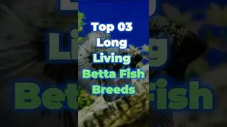 Top 3 Long Living Betta Fish Breeds 🐠 | Live Longer & Stronger! #bettafish #aquarium #fishkeeping