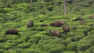Peaceful Gaur Herd in Valparai Tea Gardens | Nilgiris Wildlife Video