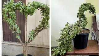 Peacock Topiary