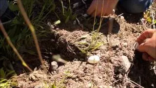 Girls Find Dug up Turtle Eggs