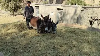 Crushing Rice Vines with Donkeys | Hard Rural Work to Prepare Winter Feed