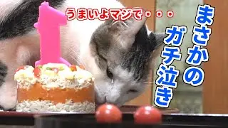 妹のバースデーケーキがうますぎて泣いてしまった兄猫【ノア1歳バースデーパーティの動画です】#110
