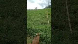 #farmanimals #rurallife #bukidnon