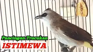 Pancingan dan MASTERAN TRUCUKAN ISTIMEWA untuk burung trucukan Agar cepat bunyi gacor dan ROPEL