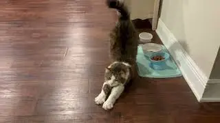 Big stretch after dinner