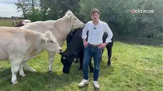 Bloopers | Real-life cows, real-life consultant: real funny moments.
