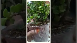 Paudhewale&trade; Jade Plant Unboxing | Buy Plants #IndoorPlants #CustomerReview #Paudhewale #jadeplant