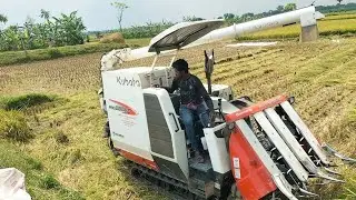 How to harvest large rice fields with a harpester machine#harvesting