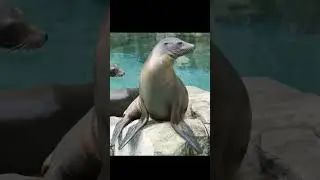 Seal #ytshorts