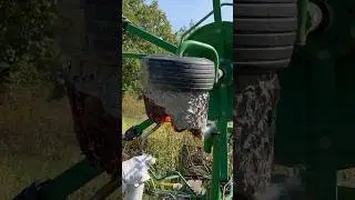 Torching a MASSIVE HORNET Nest! #hornets #hornetnest #wasps #yellowjackets #insects #bees