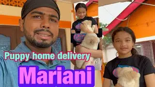 Mariani puppy home delivery 6001510852 sivasagar pet shop dragon shepherd kennel