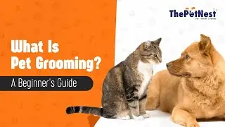 What is Pet Grooming? Beginners Guide ✔️