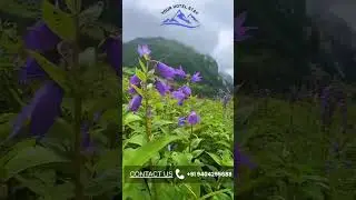 VALLEY OF FLOWER , Uttarakhand