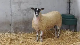 Mule giveaway www.sheepproducts.ie