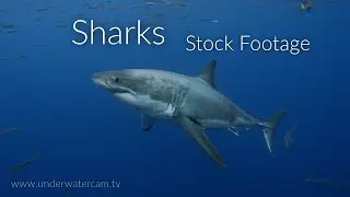 Fascinating Sharks - Stock Footage Reel of different Sharks and 