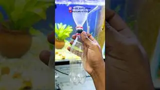 How To Harvest Vinegar Eels 🪱#aquarium #telugu #fishtank #vinegareels#bettafish #bettabreeding