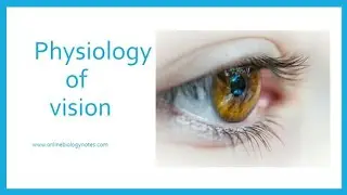Photochemistry Of Vision...Very Short & Very Easy .. Important Of M.Sc.Notes