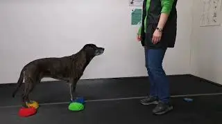 Trainingsmaterialen mogelijkheden met de Mooffz targetschijf - Sport en Spel voor Dieren