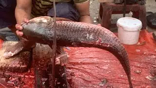 I never seen ll amazing big Rouifish cutting live skills by expert fish cutter 