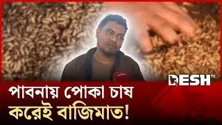 পাবনায় পোকা চাষ করেই বাজিমাত! | Desh TV News