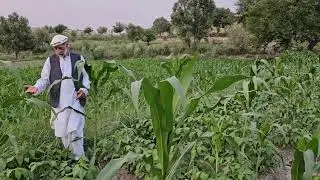 Afghanfood #automobile #kebab #afghanistan khogyani#nature #newvideo #travel #afghanfood 
