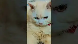 #cat#video #trending #kitten #velaa #💕💝💖🧿❤️