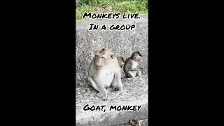 Goats vs Monkeys: The Epic Jungle Showdown!