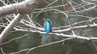 カワセミ動画その239(k2026 01 20 2 v)