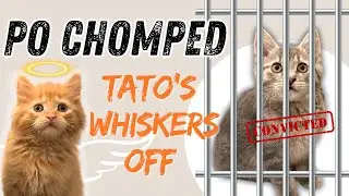 THIS KITTEN CHEWED HIS BROTHER'S WHISKERS OFF❗️| Po & Tato