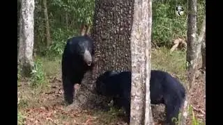 Confrontation between 2 Sri Lankan Sloth Bears at Willpattu National