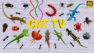 3d TV for Cats | Ultimate Cat Games Lizard and Bugs Compilation for Cats🐈&zwj;⬛| Video for Cats to watch