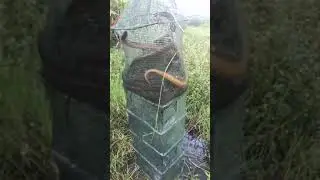 How to catch Eel fish | Best Els fishing with hook #6