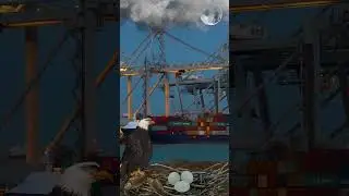 Heavy Crane Mover Loading Containers Onboard Ship