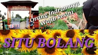 AGROWISATA SITU BOLANG CIKEDUNG INDRAMAYU | Taman Bunga Matahari